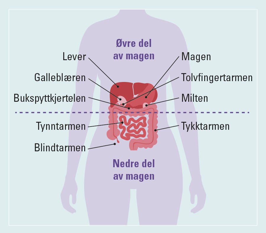 grafikk som viser organer i øvre og nedre del av buken