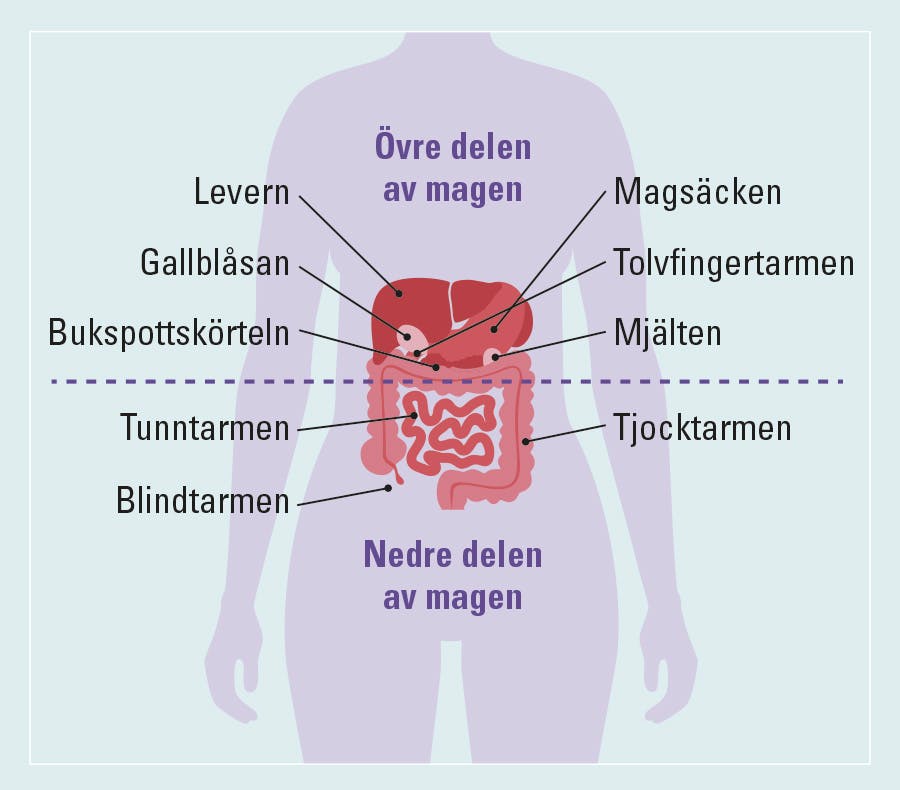 grafik som visar organ i övre och nedre delen av buken