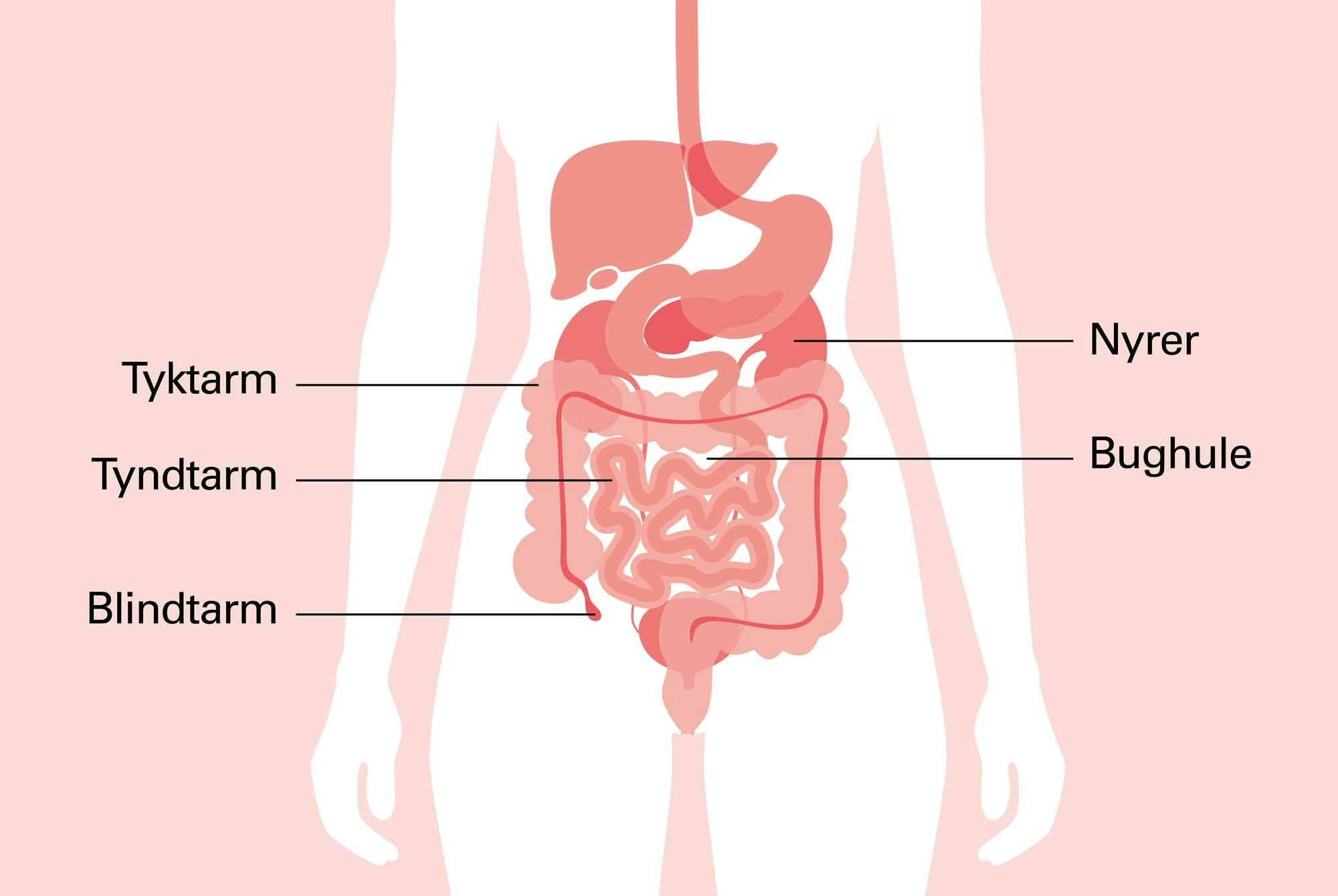 illustration af indvolde i den nedre del af maven