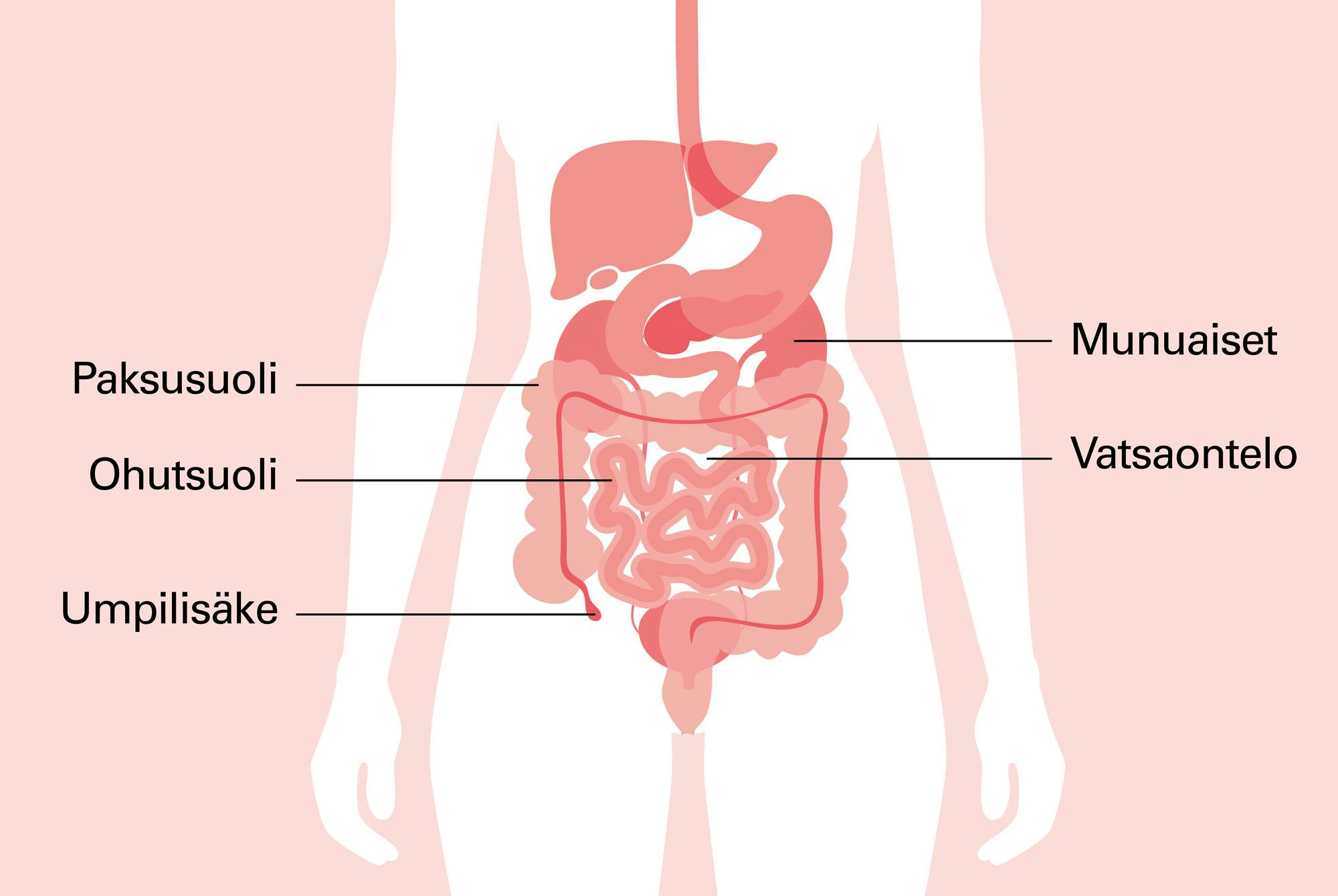 Piirroskuva vatsan elimistöstä ja suolistosta.