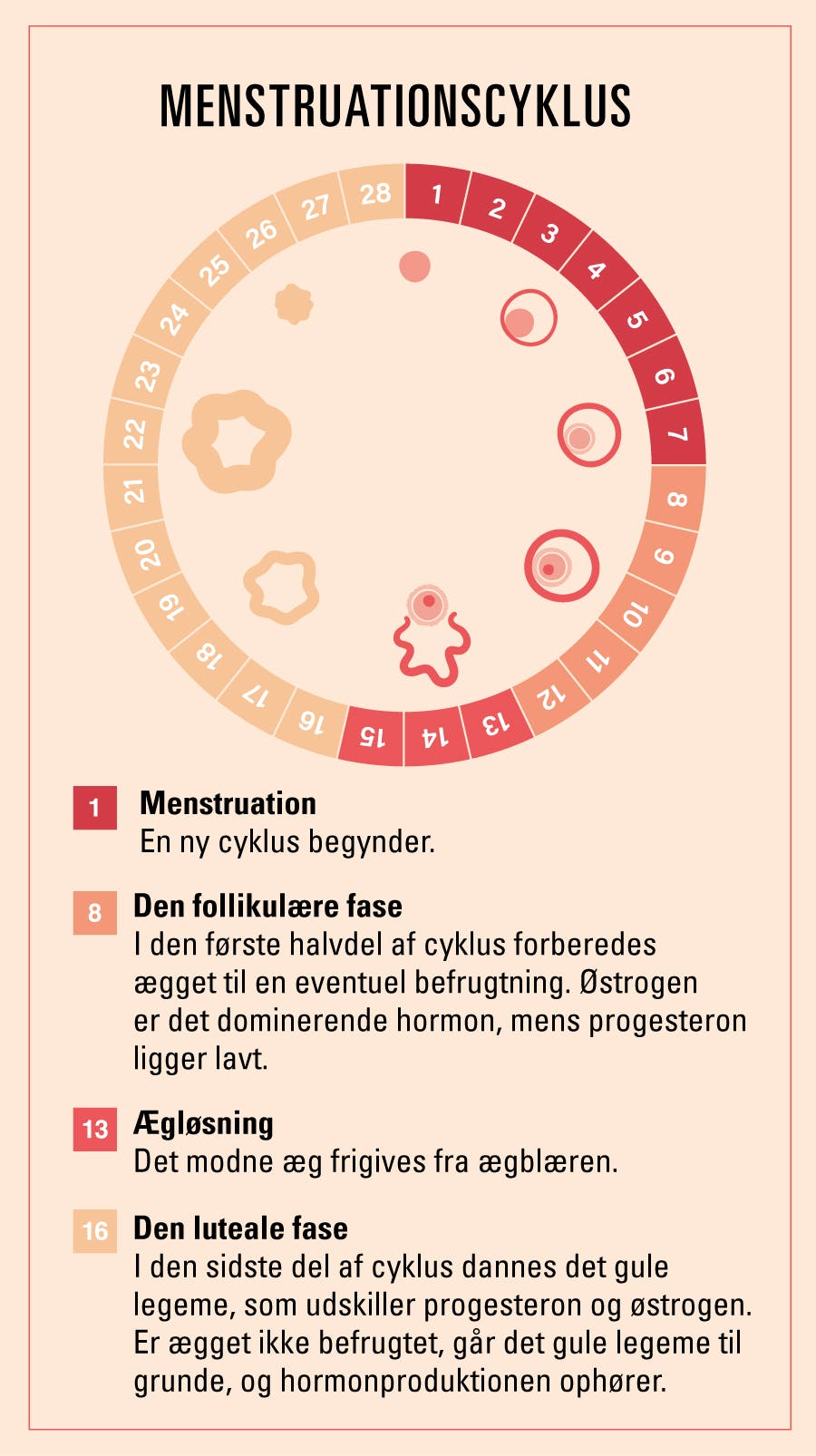 Illustration viser menstruationscyklus: Hormoner og det gule legeme