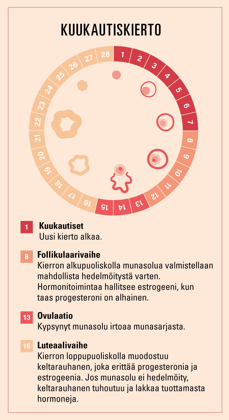Kuukautiskierto kuvaava kuva: hormonit ja keltarauhanen.