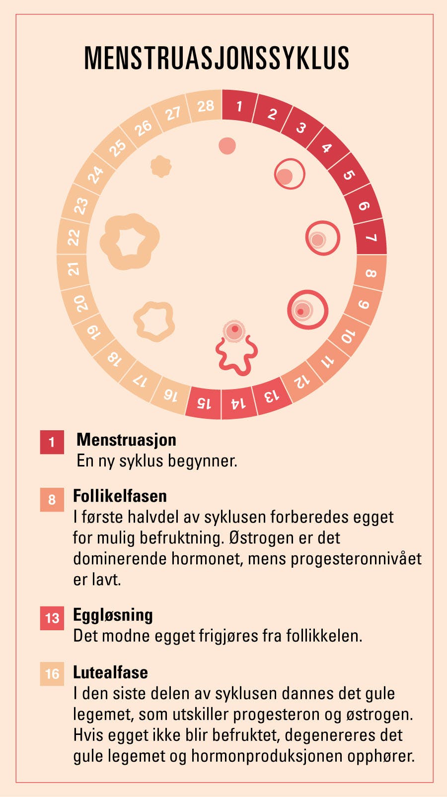 Illustrasjon viser menstruasjonssyklus: Hormoner og det gule legemet