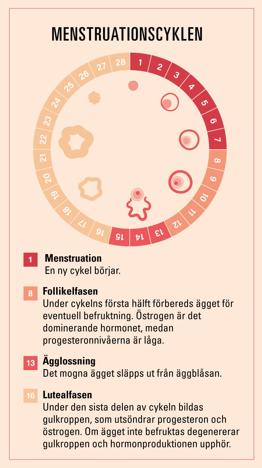 Illustrationen visar menstruationscykeln: Hormoner och gulkroppshormon