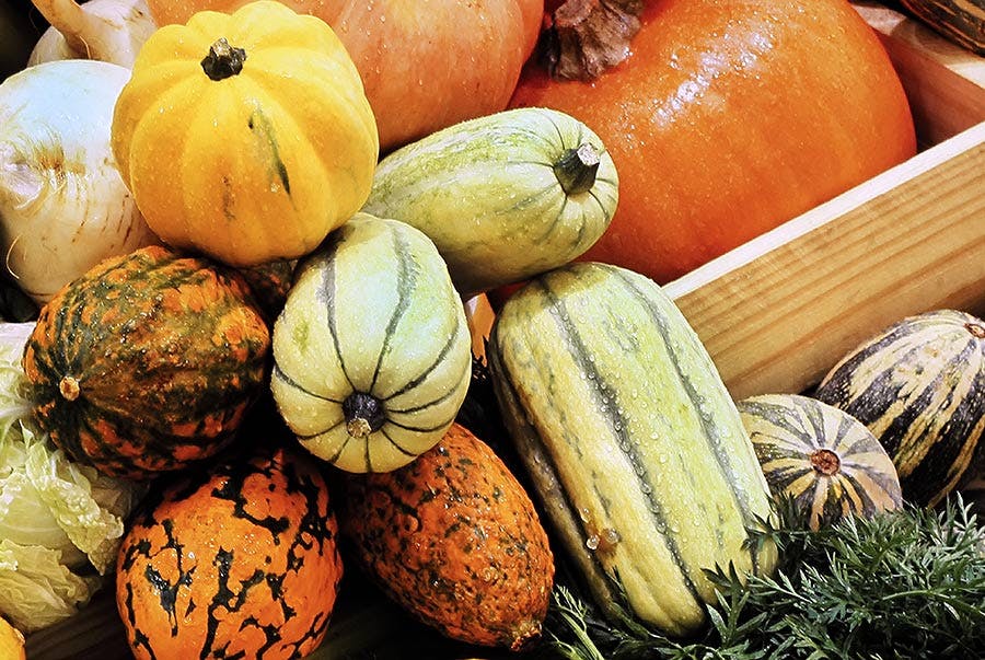 Mix af forskellige græskarsorter