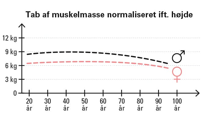Grafik over tabt muskelmasse gennem livet.
