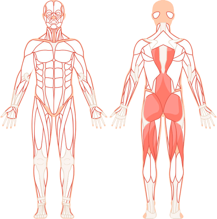 Rumensk markløft trener hele ryggmuskulaturen - korsrygg, setemuskler og lår