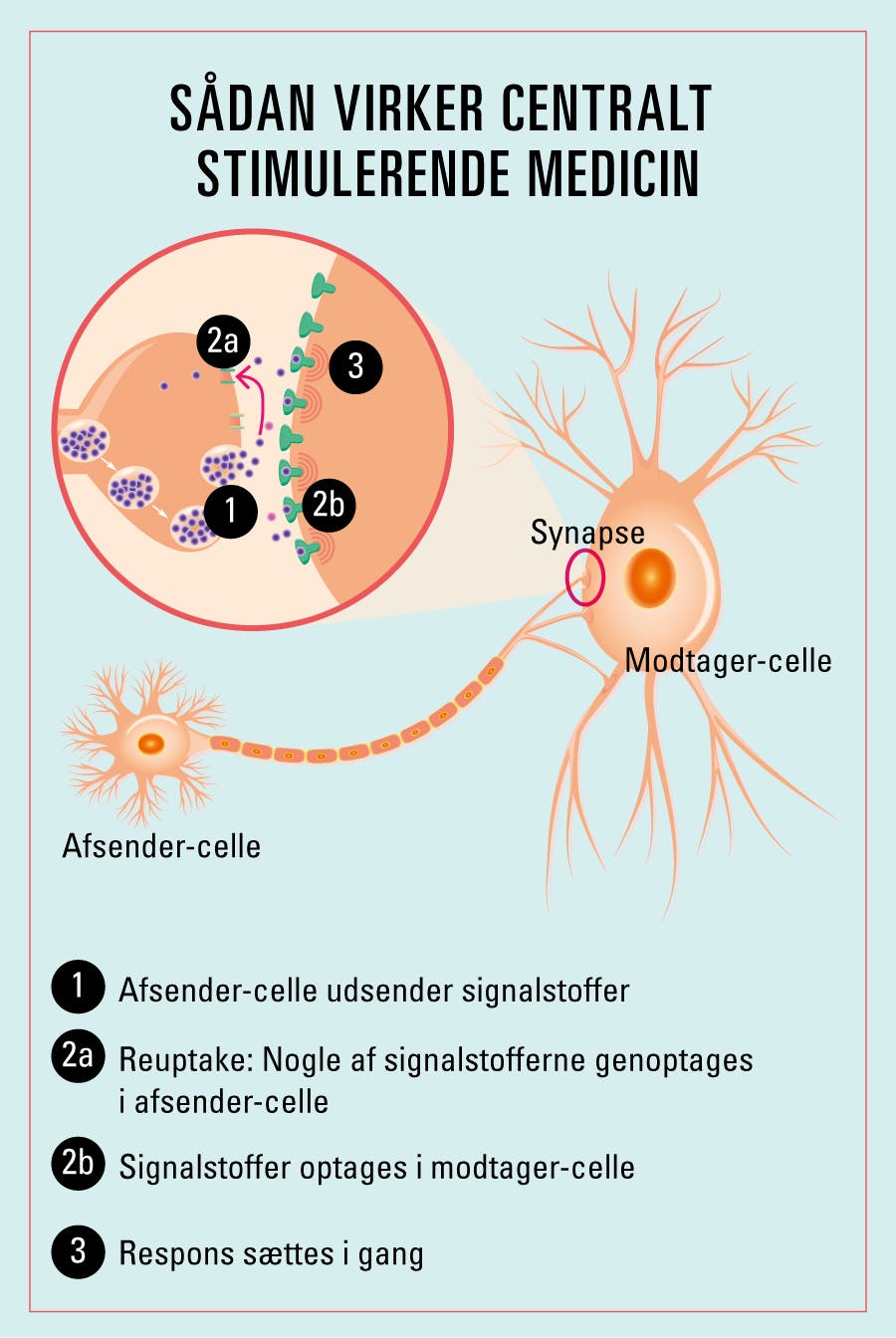 Grafik af udveksling af signalstoffer i hjernens synapse.