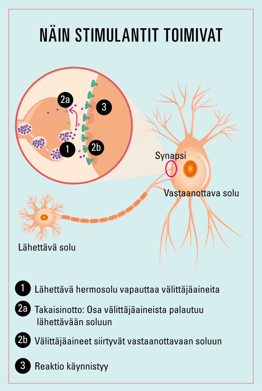 Graafinen esitys neurotransmitterien vaihtumisesta aivojen synapseissa.
