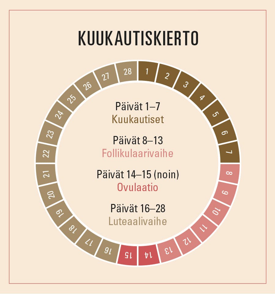 Kuvaesitys naisen kuukautiskierrosta ja estrogeenista