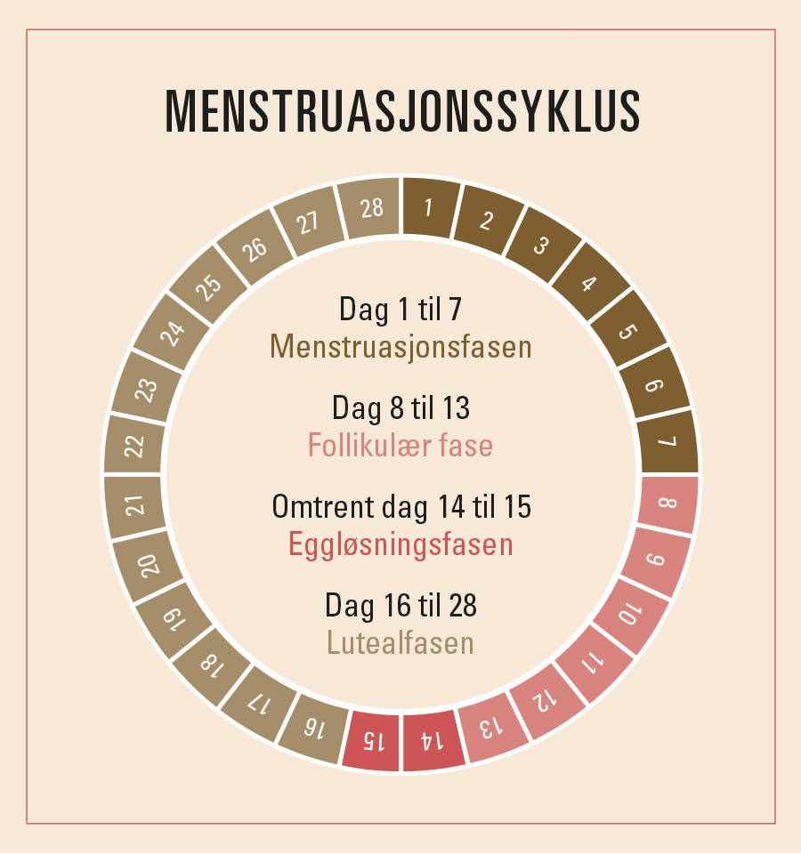 Illustrasjonen viser kvinnens menstruasjonssyklus og østrogen