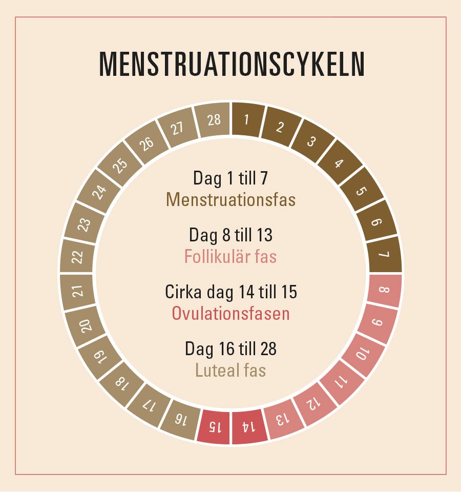 illustration visar den kvinnliga menstruationscykeln och östrogen