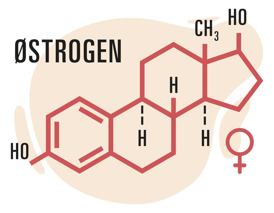 Molekylformel for østrogen