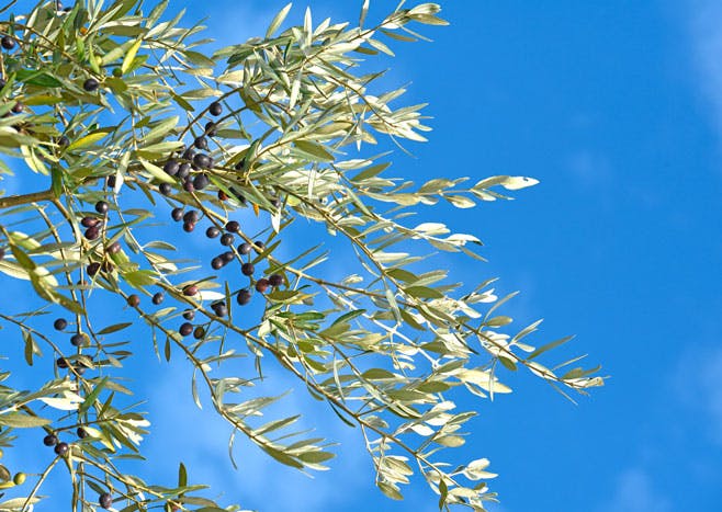 Gren på et oliventræ med sorte oliven