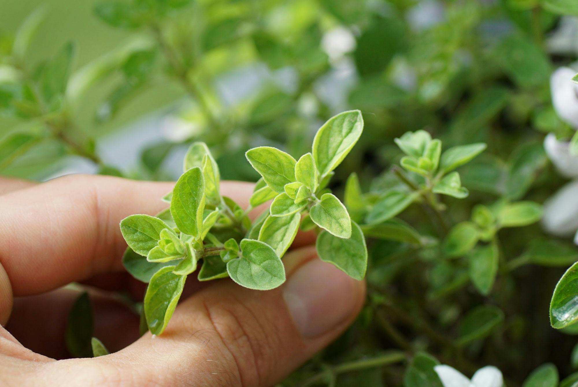 Frisk oregano