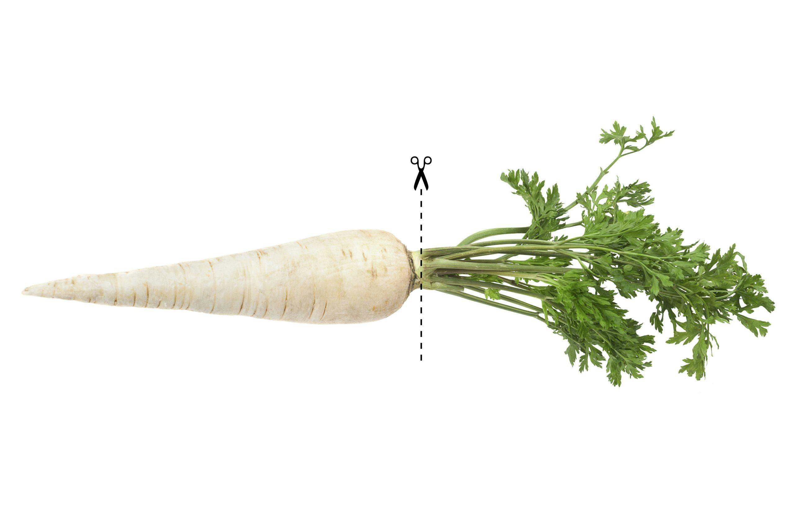 En palsternacka som fått blasten avklippt