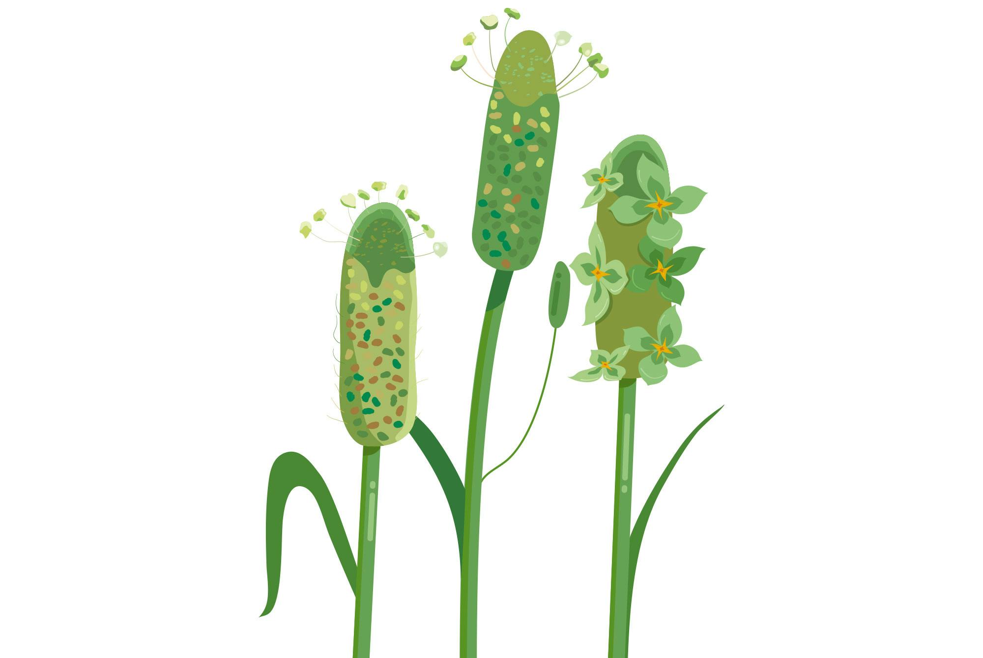 Psyllium-plante - Plantago Ovata - med modne loppefrø, også kalt psyllium