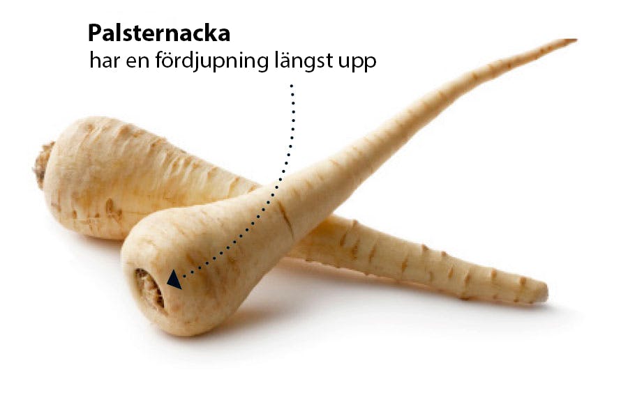 Palsternackor har en fördjupning