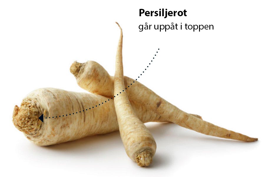 Persiljerot har en topp.