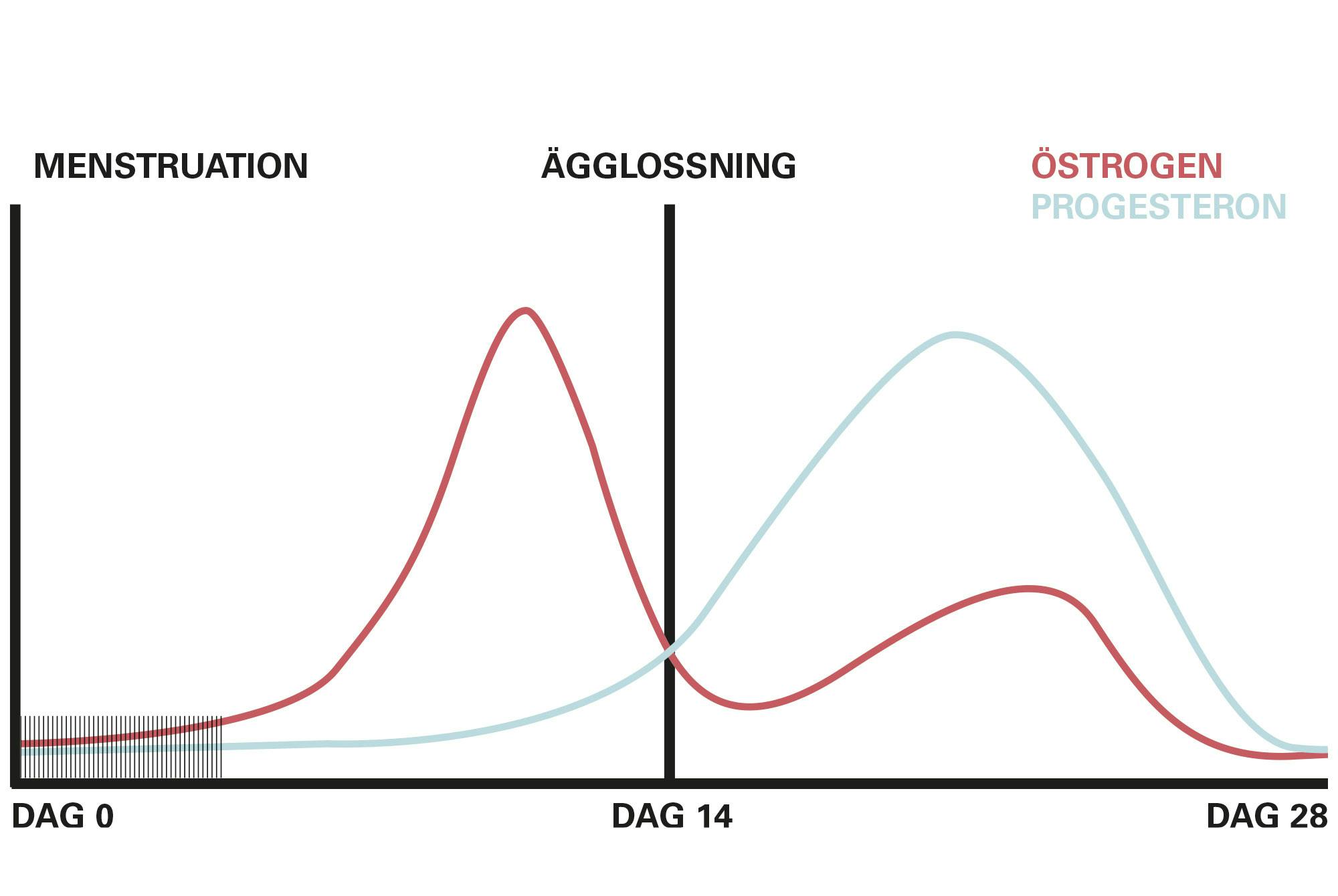 Diagram över produktionen av könshormoner under hela menstruationscykeln.
