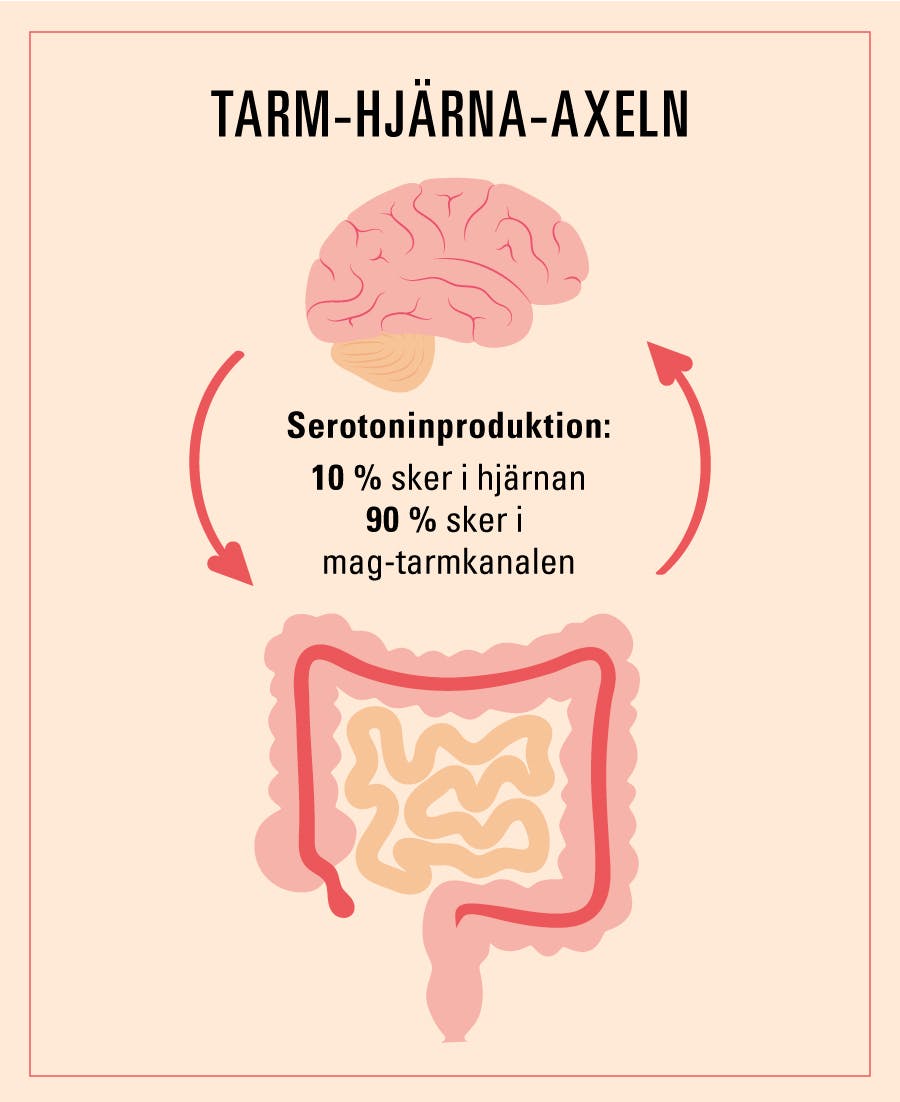 Serotoninproduktion i magen/tarmarna/hjärnan