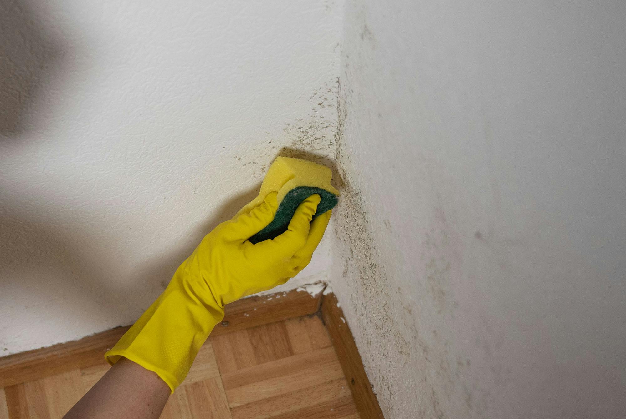 Kvinde, der fjerner skimmelsvamp