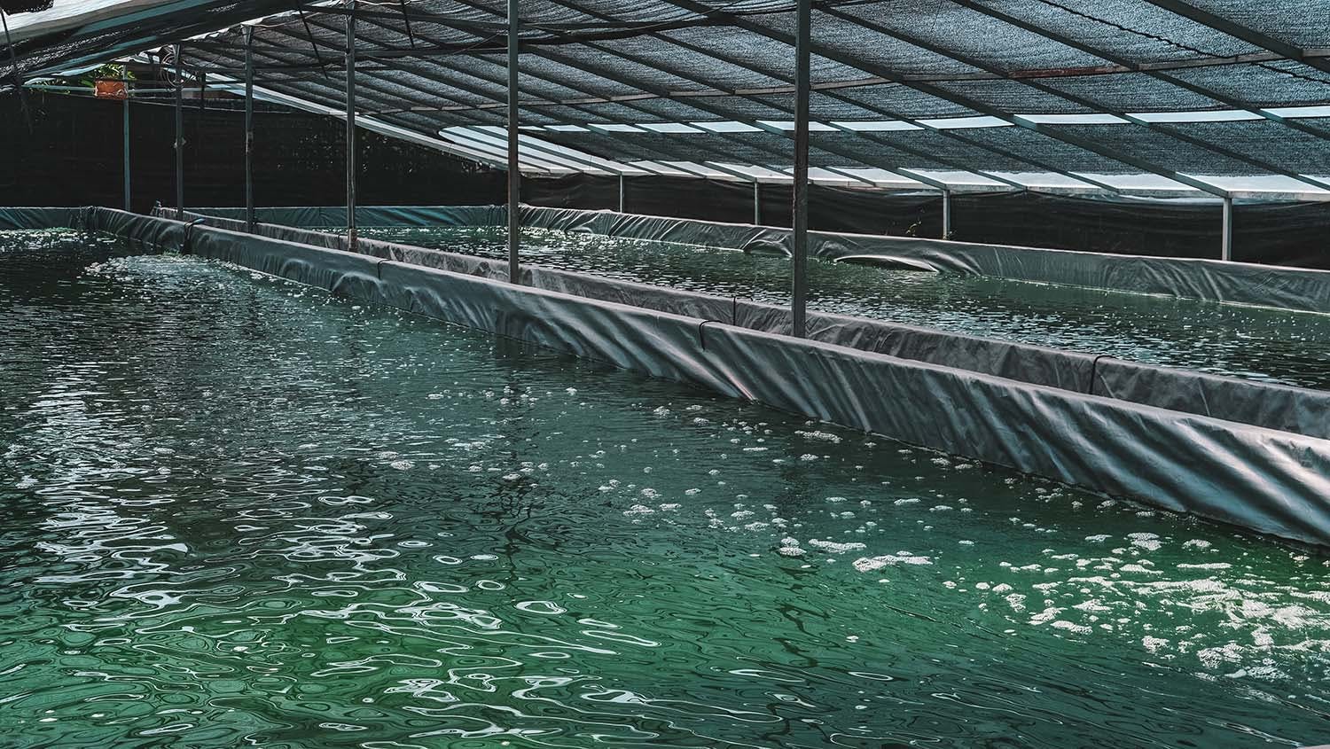 spirulina farm