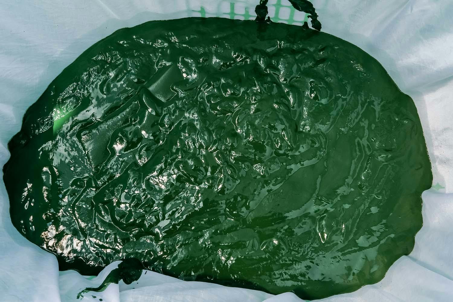 Frisk spirulina konsistens
