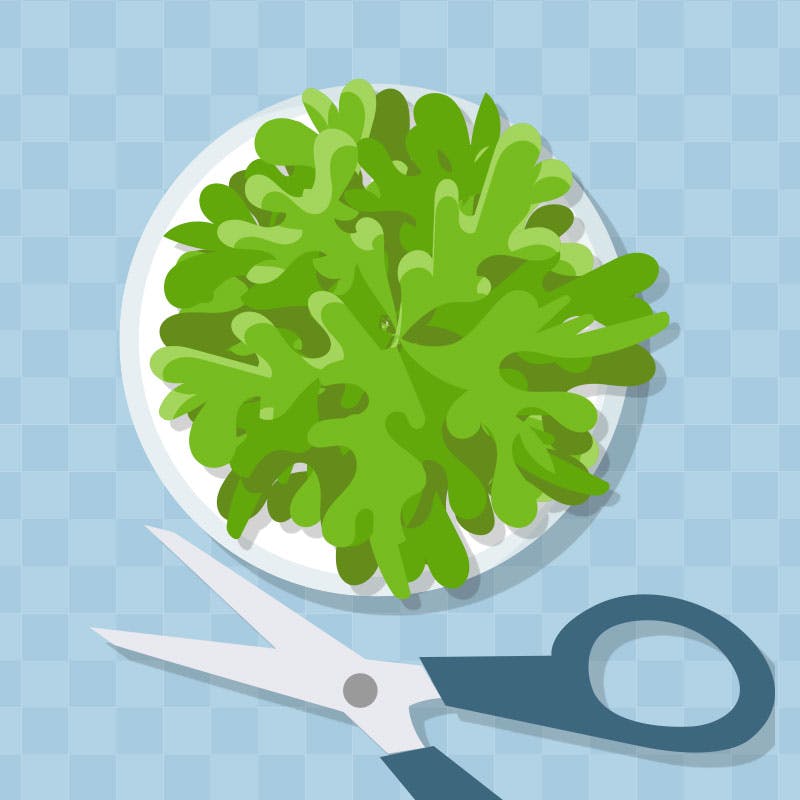 Grafik af krydderurter plus en saks