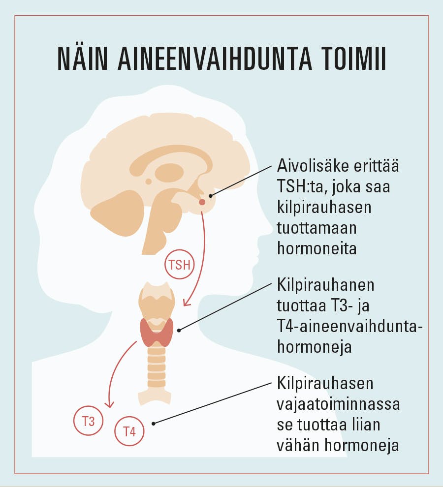 Kilpirauhasen vajaatoiminta grafiikka