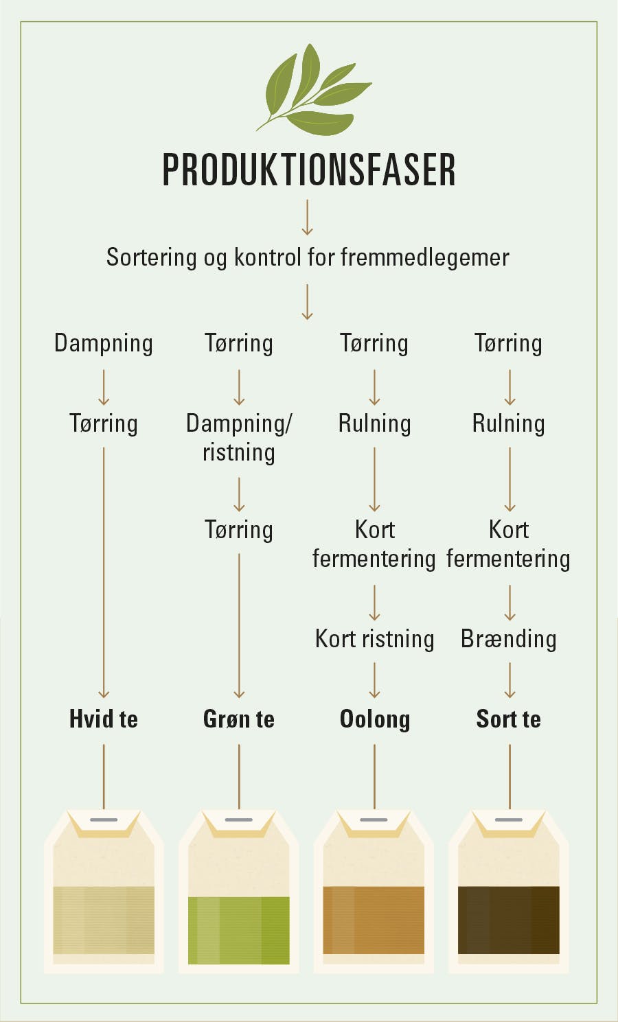 Eri teetyyppien tuotantovaiheet – valkoinen, vihreä, oolong ja musta tee.