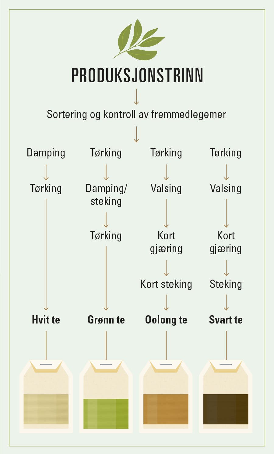 Produksjonsfaser for forskjellige tetyper – hvit, grønn, oolong og svart te.