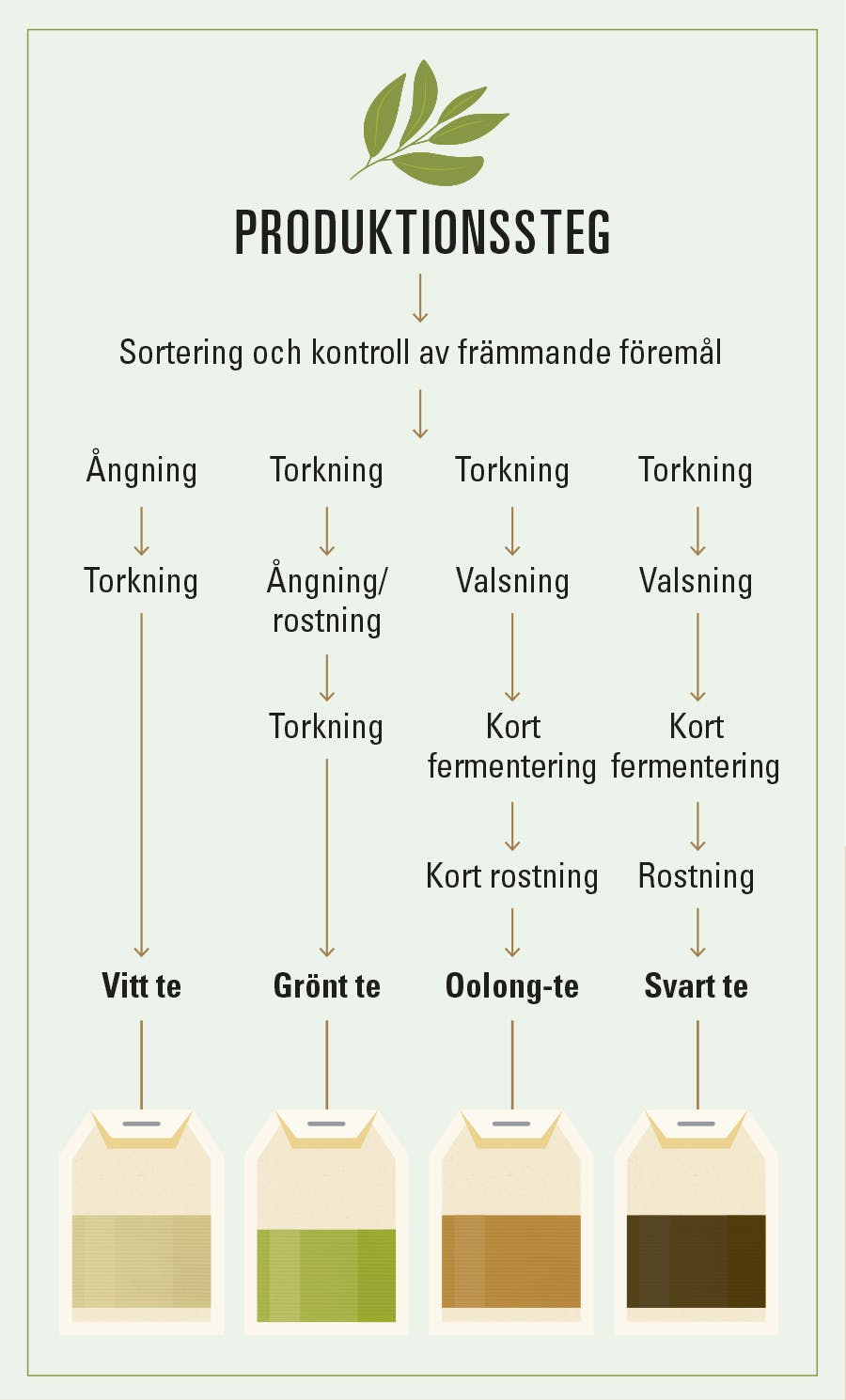 Produktionssteg för olika tesorter - vitt, grönt, oolong och svart te.