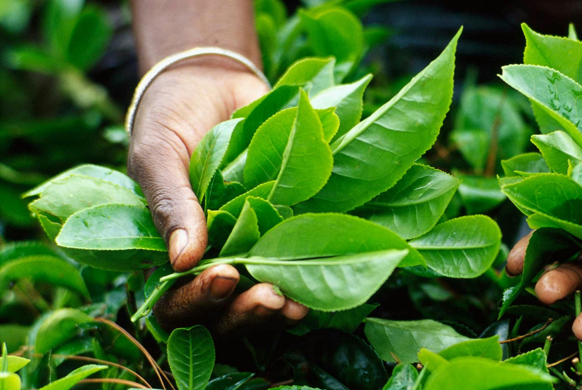 Teepensas Camellia sinensis.