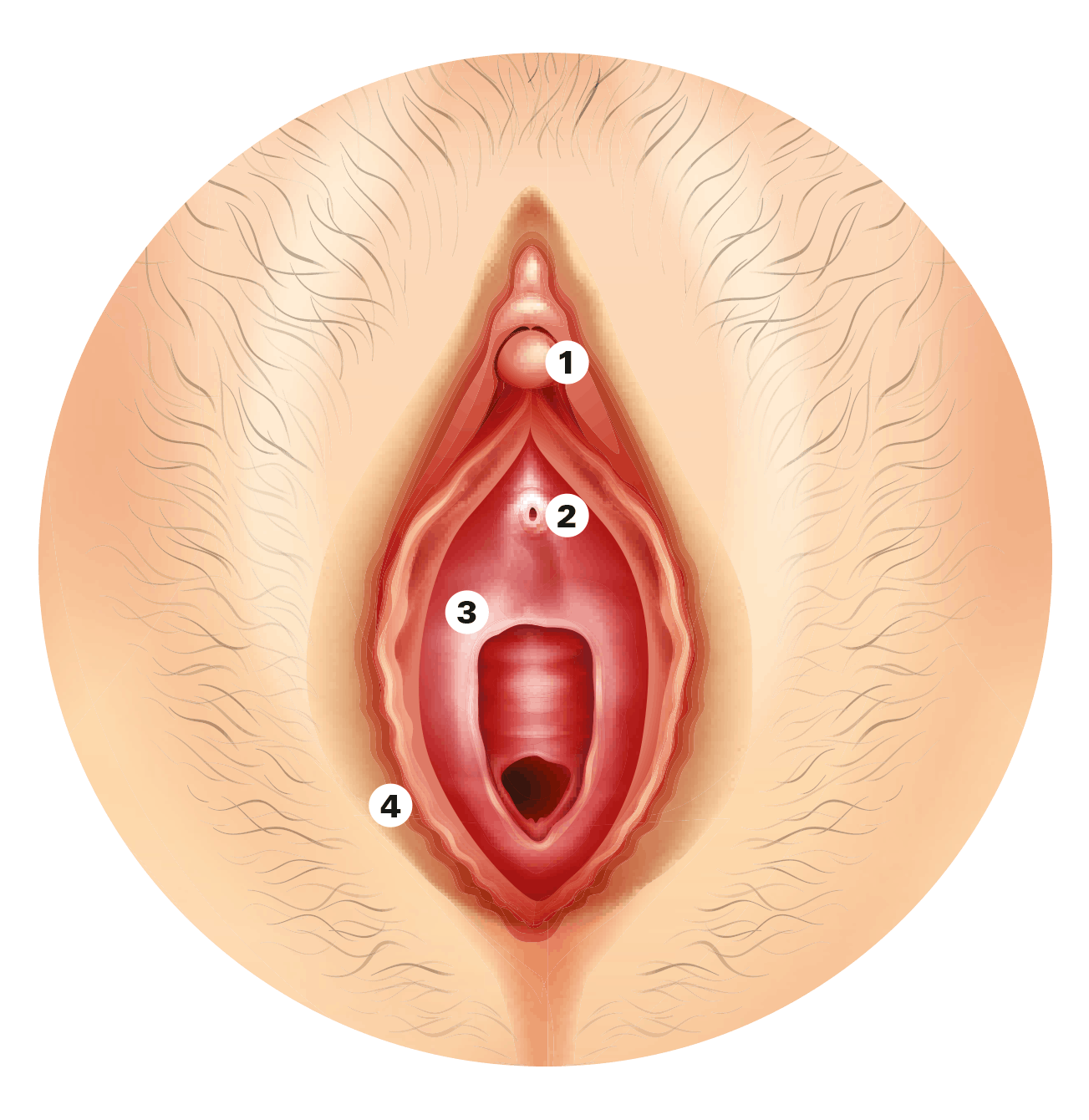 Vulva