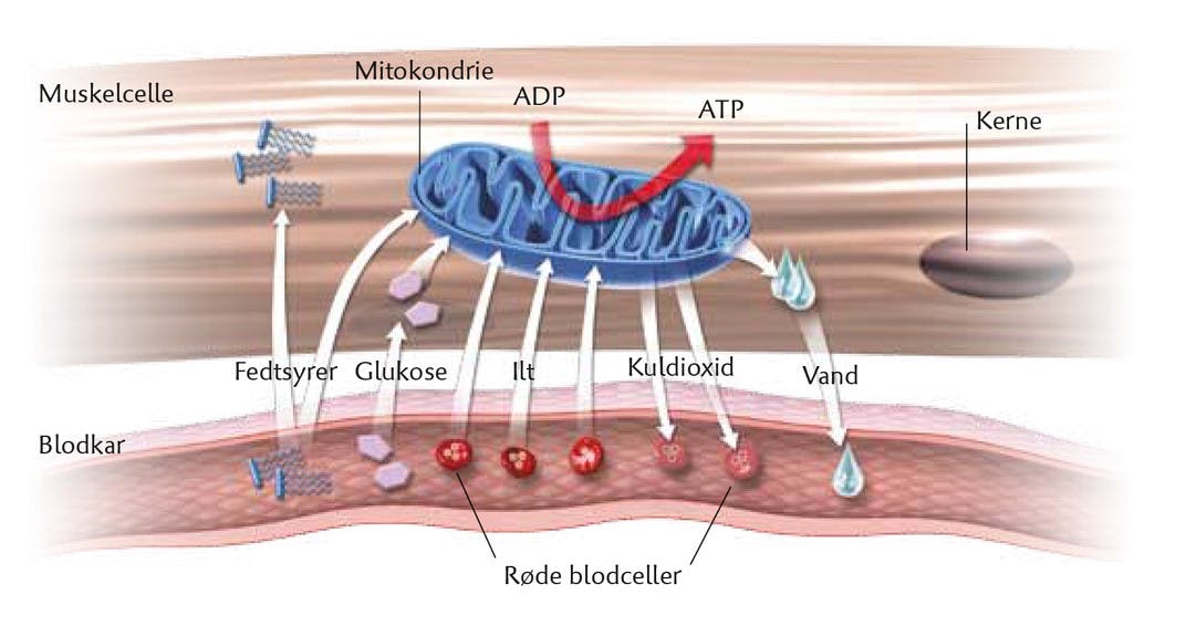 Energiomsætning i musklerne