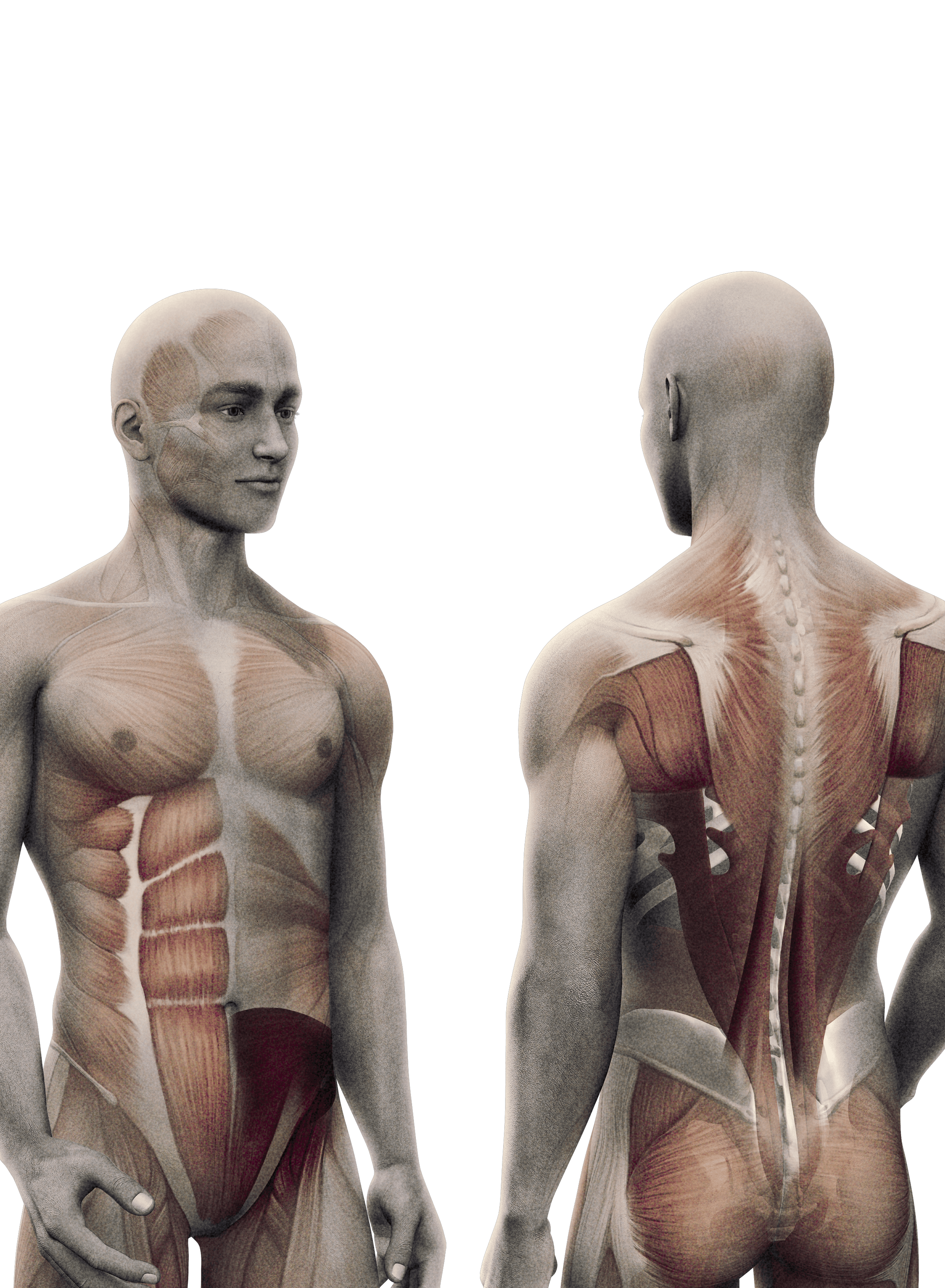 Coremuskulatur 