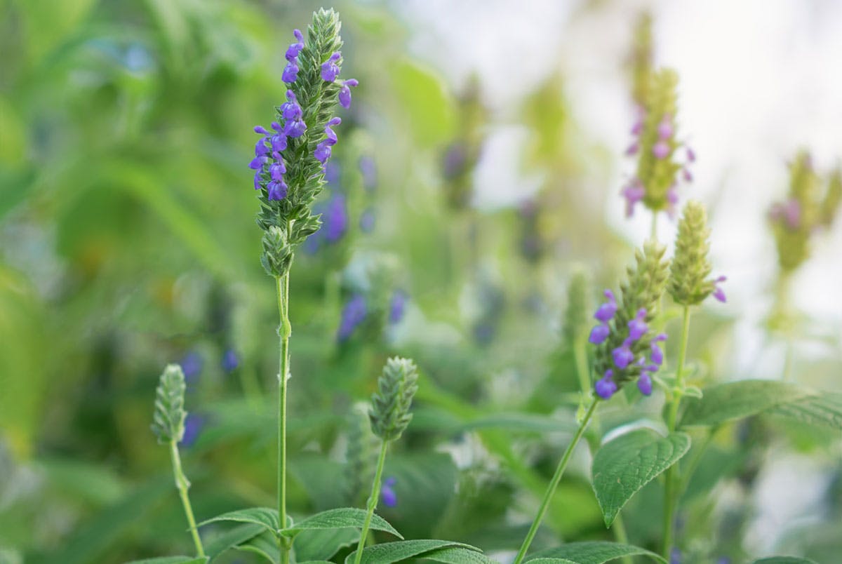 Planten Salvia Hispanica, som chiafrø kommer fra, stammer fra Mellemamerika