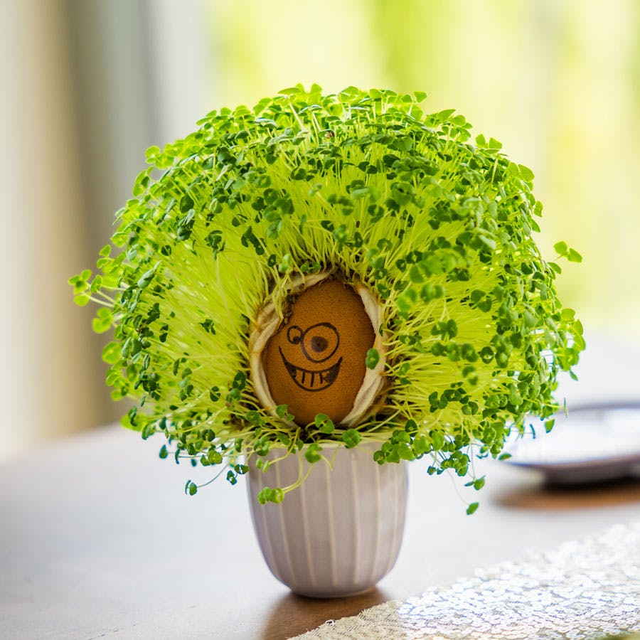 Chiaspirer – Chiafrø har spiret på våd vat, her svøbt omkring et lille “æggehoved”.