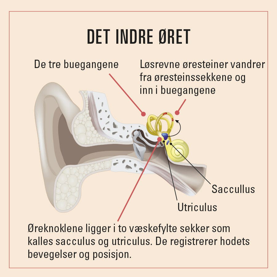 illustration indre øret og svimmelhet