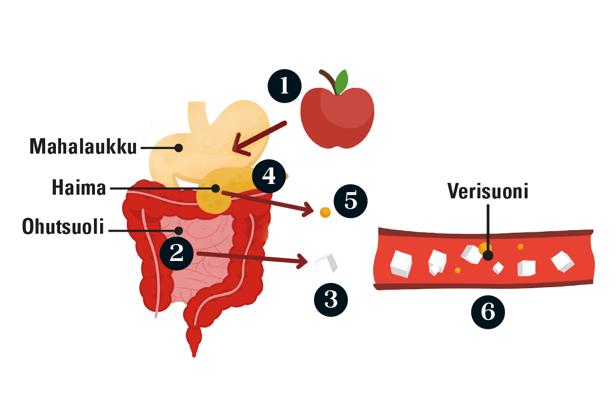 grafiikka, joka kuvaa, mitä tyypin 2 diabetesta sairastavan elimistössä tapahtuu