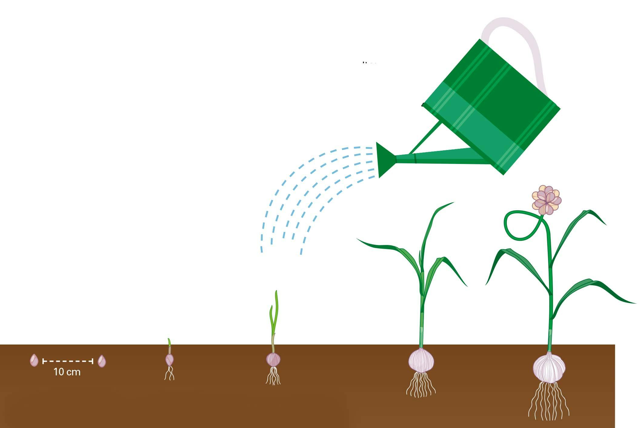 Illustration der viser hvordan man dyrker hvidløg