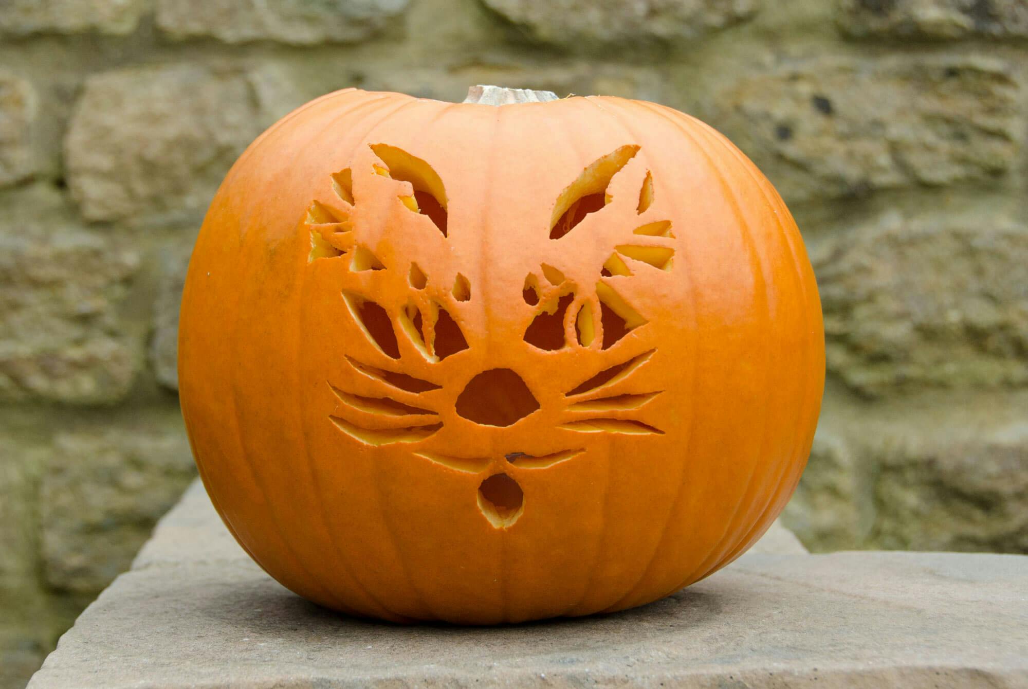 Gresskarutskjæring av katt