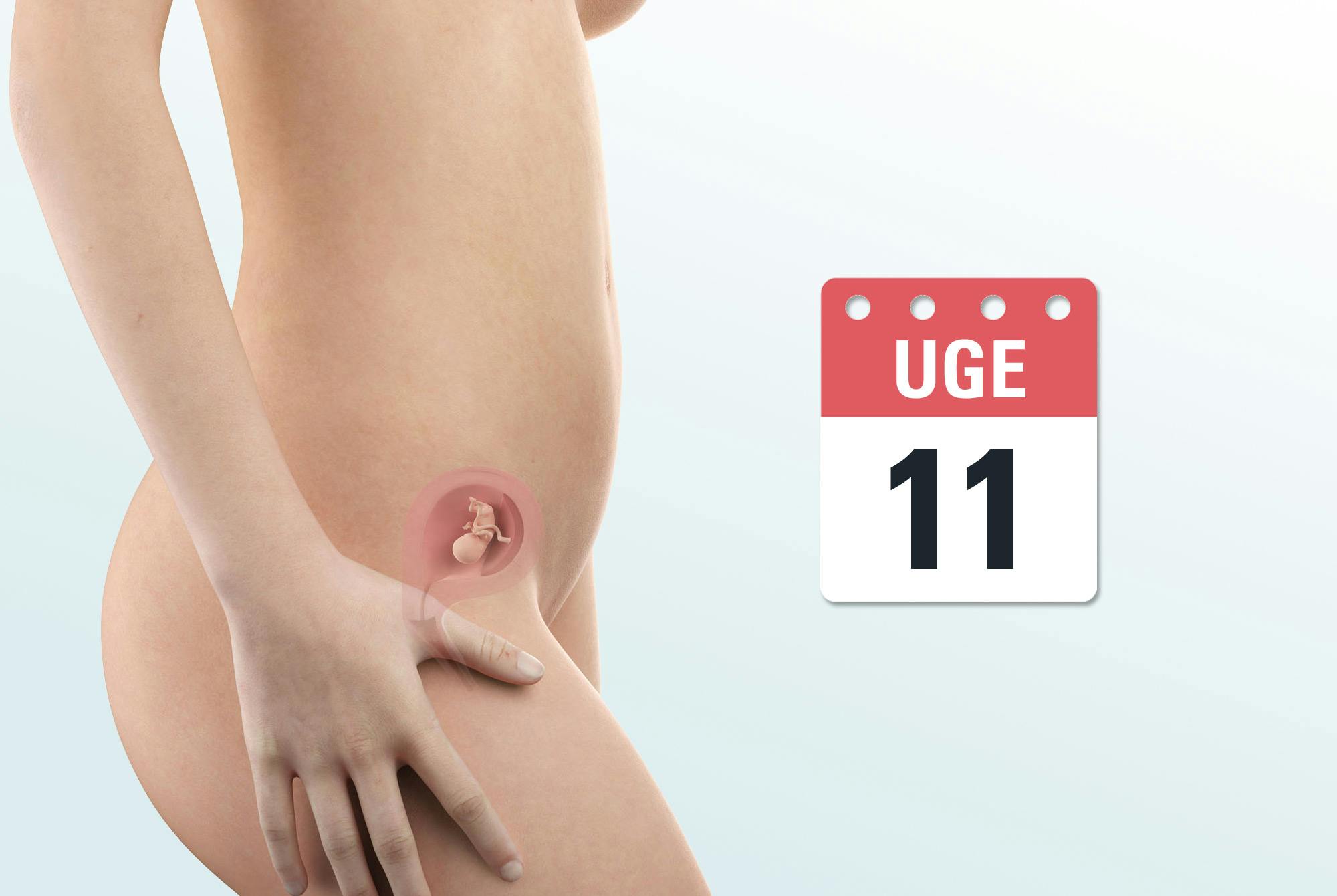 Gravid uge 11 – mave og foster