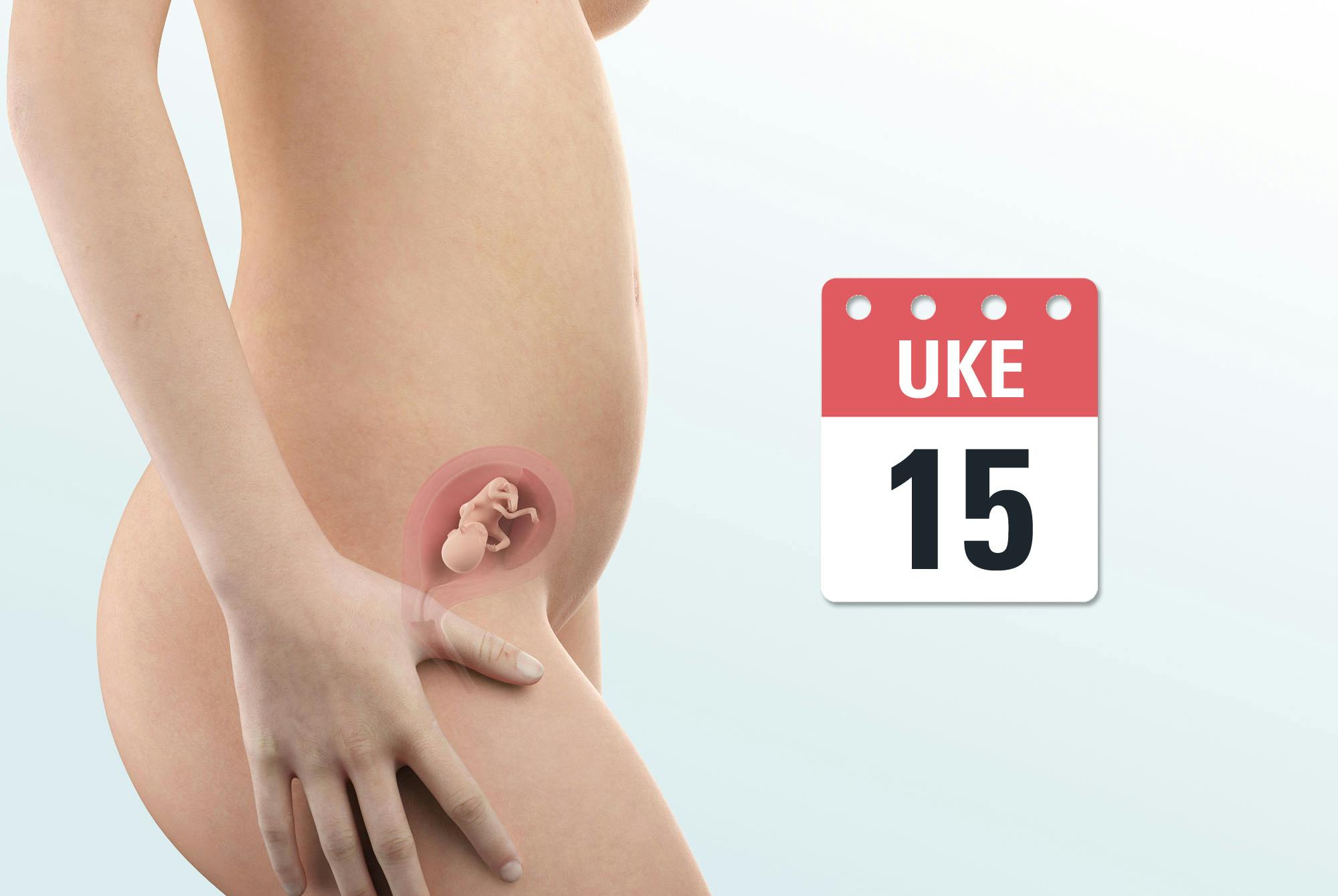 Gravid uke 15 – mage og foster