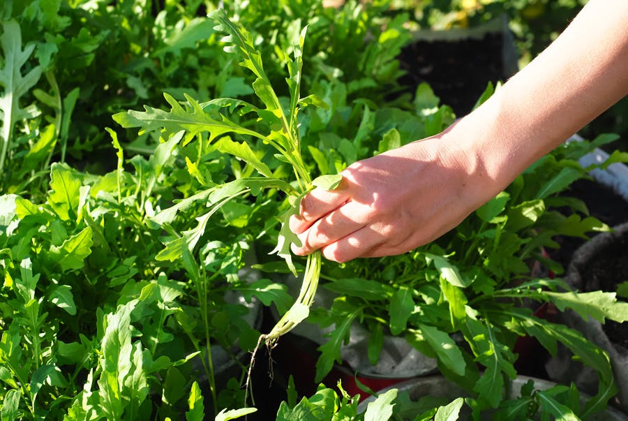 Hånd som plukker ruccola