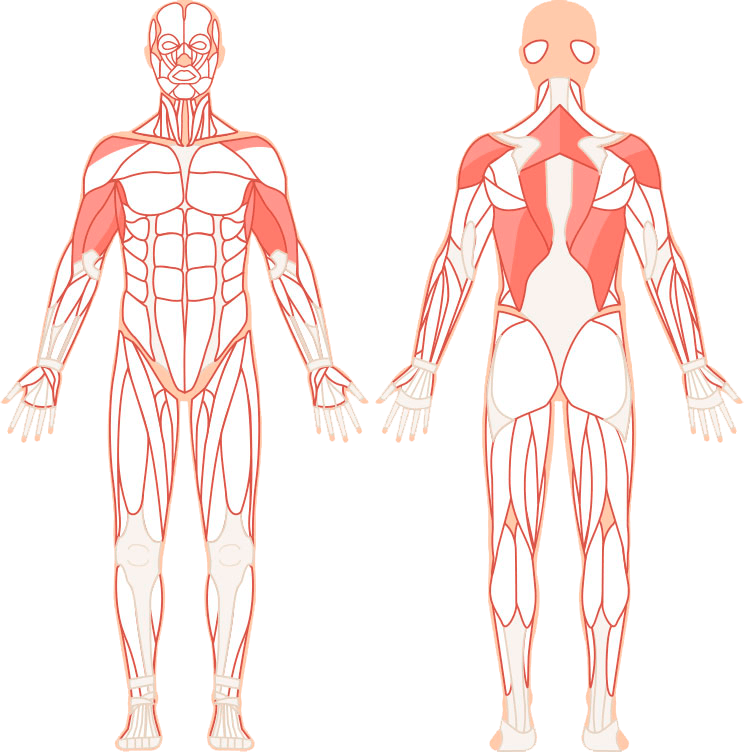 Illustration af hvilke muskler lat pulldown rammer