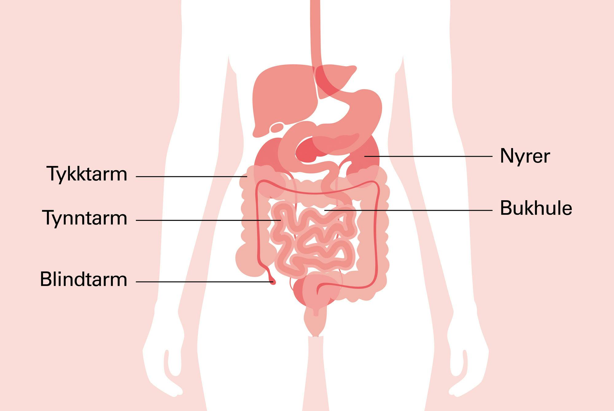 illustrasjon av innvoller i nedre del av magen