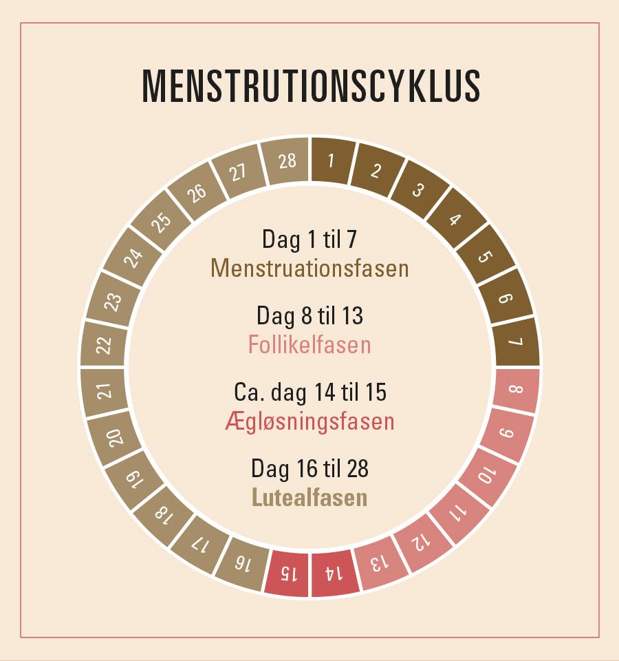 illustration viser kvindens menstruationscyklus og østrogen