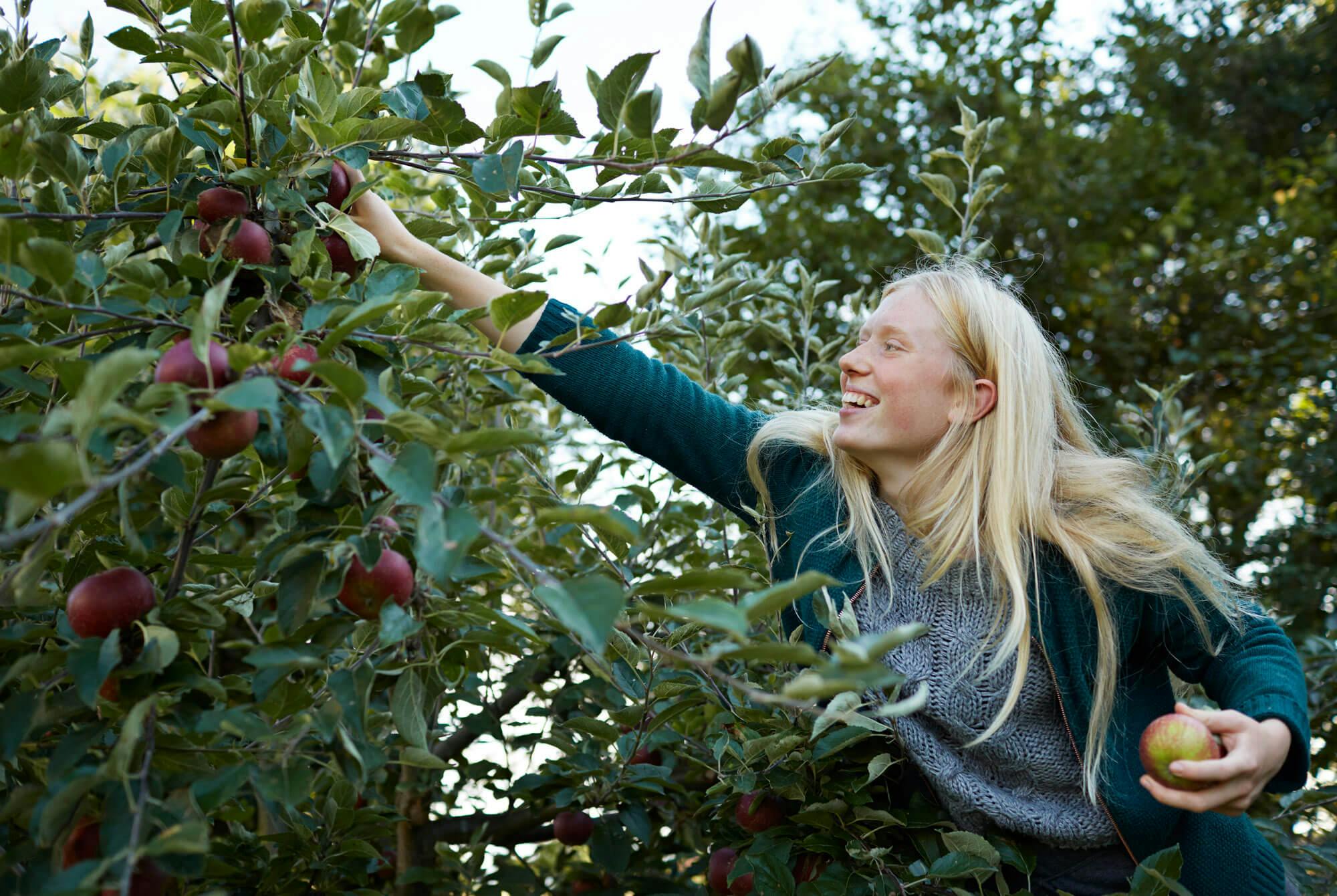 Ung kvinna plockar äpplen från ett träd